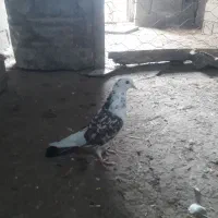 کبوتر پرشی ماده|پرنده|گمیشان, |دیوار