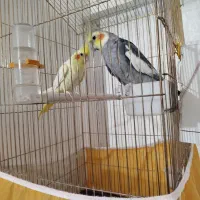 عروس هلندی نر وماده،مولد