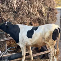 گاو نر نژاد سیمینتال|حیوانات مزرعه|مشگین شهر, |دیوار