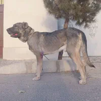 توله سرابی اصیل نوه هوزی