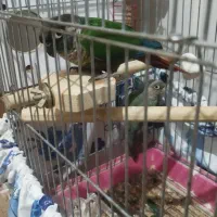 گرینچیک جفت|پرنده|قم, نخودی|دیوار