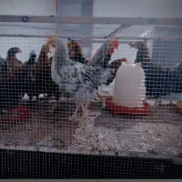 جوجه خروس کشتاری محلی