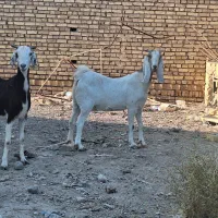 ۲ تا بز دورگ پاکستانی|حیوانات مزرعه|رفسنجان, |دیوار