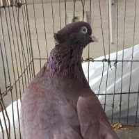 کفتر چشم دوک سفید نر صدا کن قیمت ۱۳۰۰۰۰۰