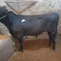 گوساله آنگوس نر