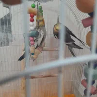 عروس هلندی|پرنده|رودسر, |دیوار