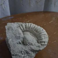 فسیل حلزون(آمونیت)