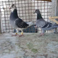 کبوتر جفتی و تکی