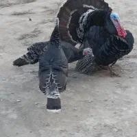 سه عدد بوقلمون درجه یک