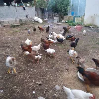 مرغ شاخدار تخم گذار ونر واردک به فروش میرسد