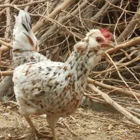 تخم نطفه دار گلین