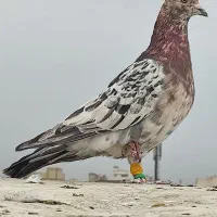 رنگی درجه یک