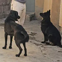 سگ ژرمن|سگ|کرمانشاه, |دیوار