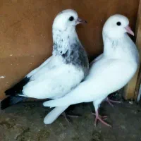 کفتر سفید باجوجه|پرنده|ری, شهادت|دیوار