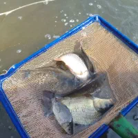 فروش بچه ماهی کپور و خوراک ماهی