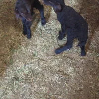 بره شیری  بره