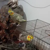 عروس هلندی نر و ماده جفته
