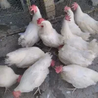 مرغ سفید گوشتی چاق و تپل تغذیه شده با دان خانگی