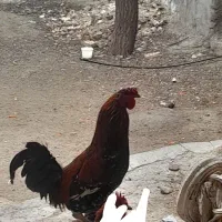 یک عدد خروس دورگه لاری