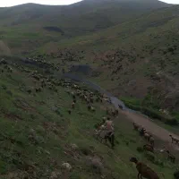 خرید وفروش دام|حیوانات مزرعه|هشتگرد, هشتگرد قدیم|دیوار