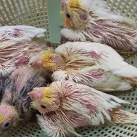 جوجه عروس هلندی