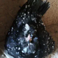 مرغ گلین و جوجه بوقلمون