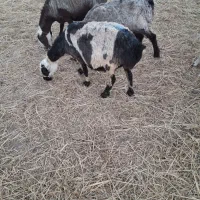 ۴۰ راس میش ترکی معاوضه با بره نر و کهره