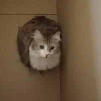 واگذاری گربه باهوش و مهربان|گربه|تهران, هروی|دیوار