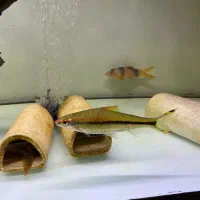 کت سلفین۲۸سانت ردلاین اورسایز خاص فروش و معاوضه