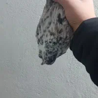 کفتر نر پرشی قاره مست مست|پرنده|شهریار, شهرک وائین|دیوار