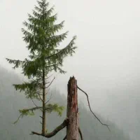 میلی هدیه میده