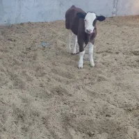 گوساله|حیوانات مزرعه|دره شهر, |دیوار