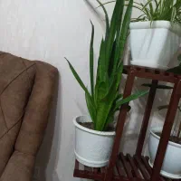 گل سانسوریا