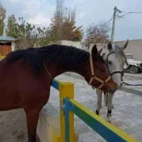 باشگاه سوارکاری اسب (پانسیون اسب و آموزش سوارکاری)|اسب و تجهیزات اسب‌سواری|تهران, سعیدآباد|دیوار