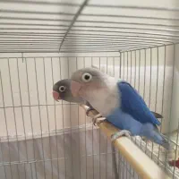 برزیلی نقابدار ویولت آبی (جفت)|پرنده|گلستان (تهران), |دیوار