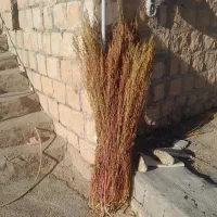 جارو فراشی