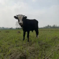 ورزا کوله سمنتال