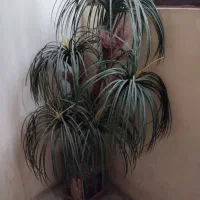 گلدون|گل مصنوعی|مشهد, سمزقند|دیوار