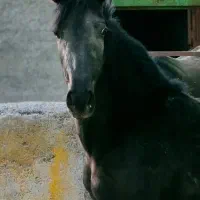 کره مادیان مشکی درجه یک