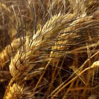 فروش بذر گندم شبرنگ