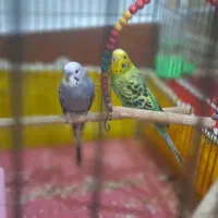 مرغ عشق|پرنده|ایذه, |دیوار