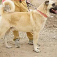 سگ کانگال دزدیده شده