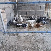 کبوتر|پرنده|کرباسک, |دیوار
