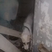 سگ شکاری|سگ|نگین شهر, |دیوار