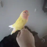 یه جفت طوطی برزیلی مولد