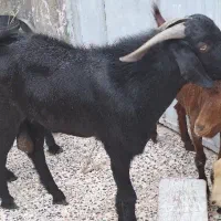 پازن هیکلی و سرحال