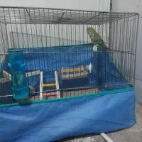 مرغ عشق|پرنده|قم, نیروگاه|دیوار