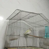 طوطی برزیلی