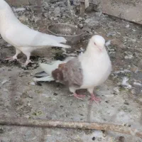 کبوتر