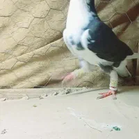 کبوتر پلنگی و دوبالی و